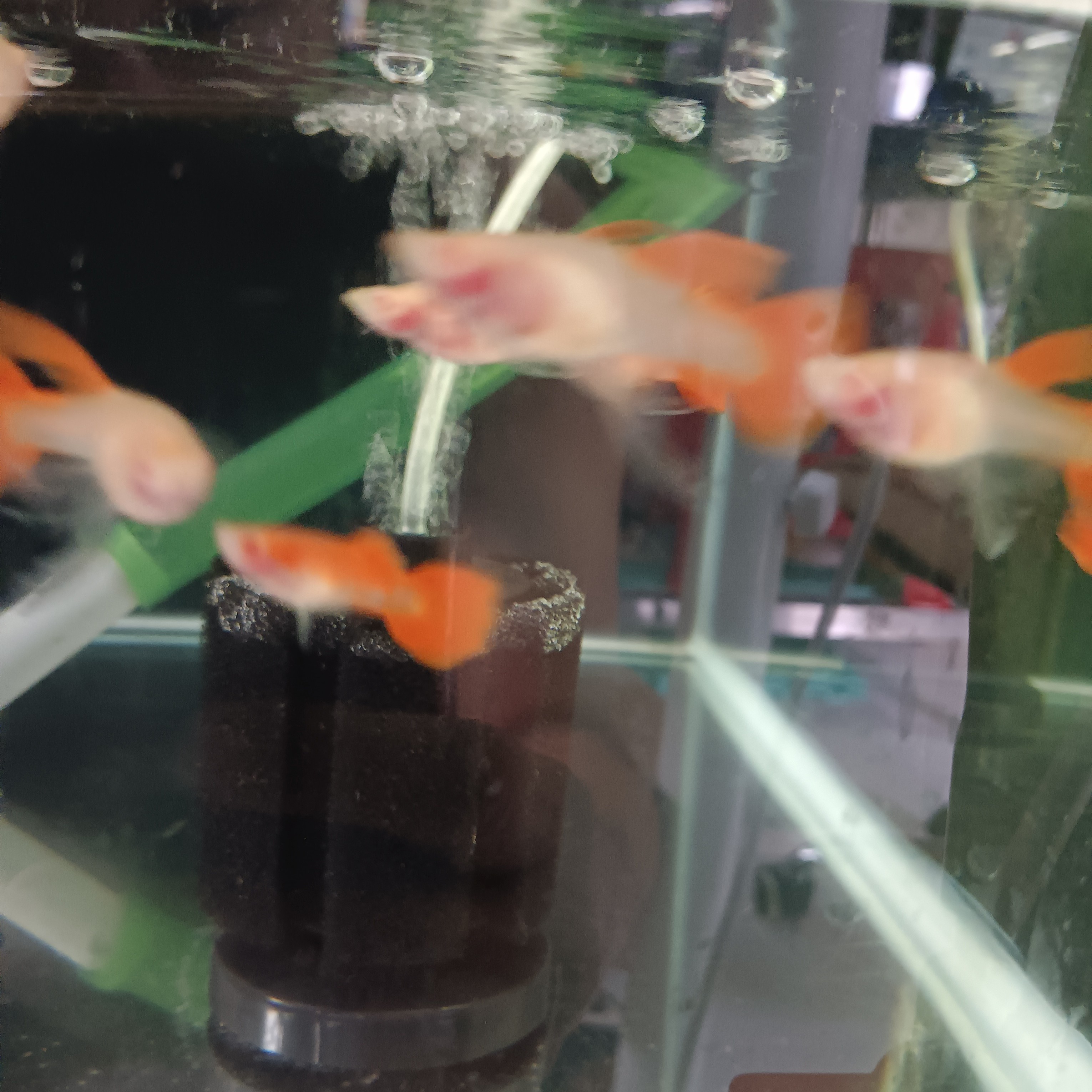 热带淡水孔雀鱼，观赏鱼血红玻璃体大C，大粗挑