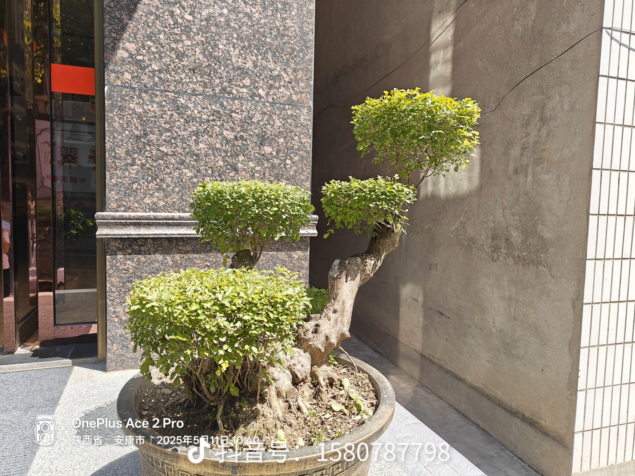 精品黄荆，适合观赏