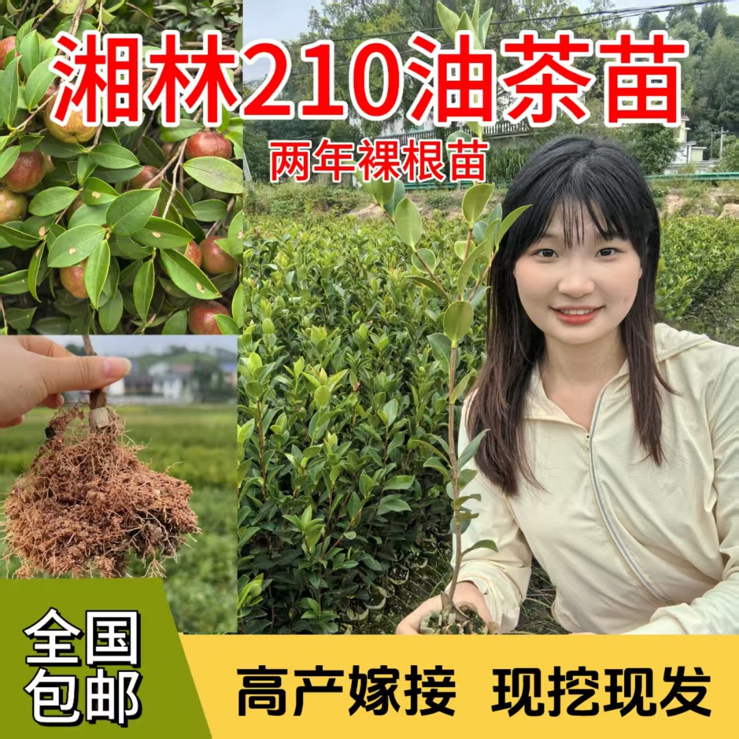 【基地直发】湘林210两年裸根苗高产嫁接中大果包邮带土发货油茶苗