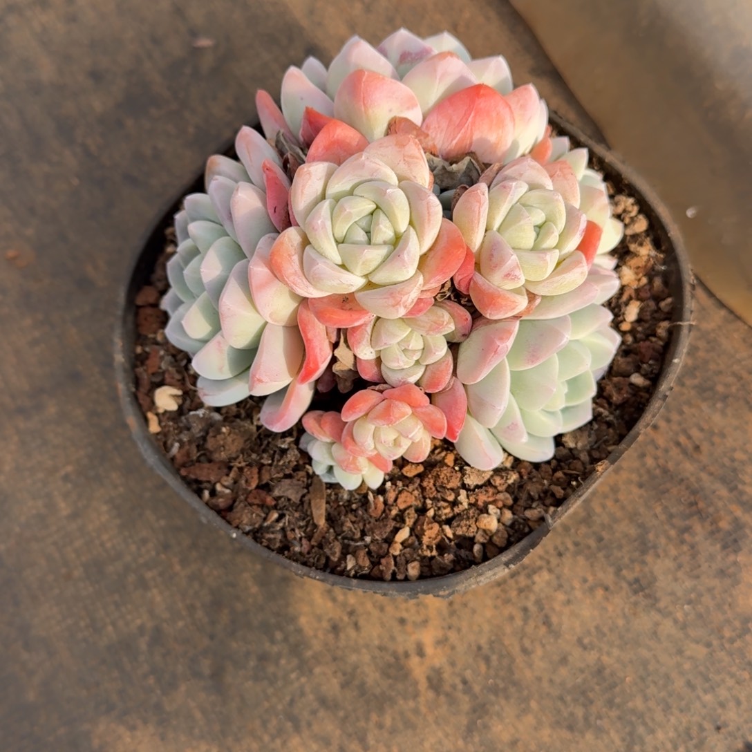 150状态群生冰玉多肉植物