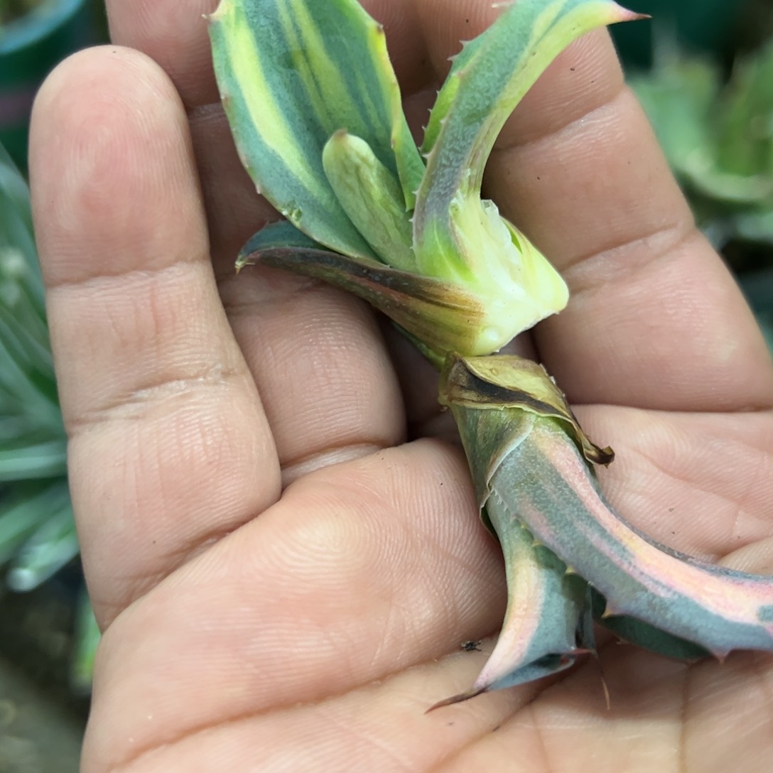 赤牙龙中缟斑牙子2个植物