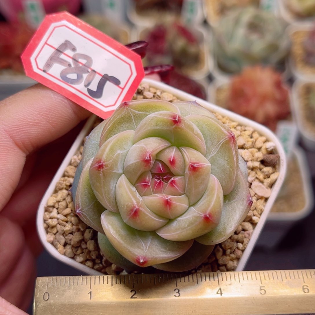 F815一物一拍组 怀夕