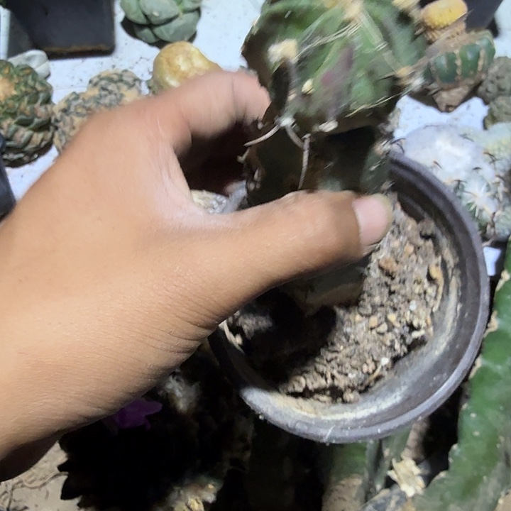 水牛角大风玉黑刺苗姐
