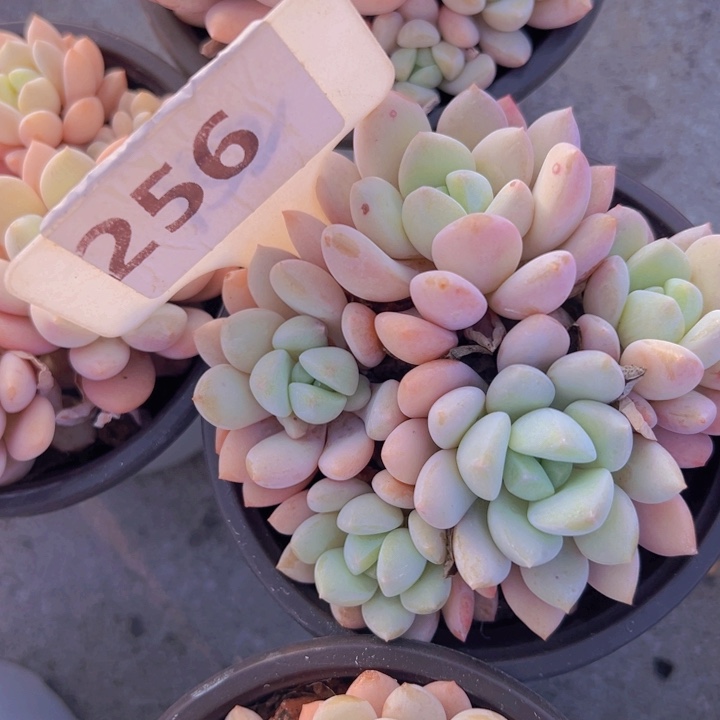 健健康康平平安安