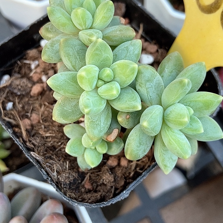 多肉植物阿蒂斯托1869