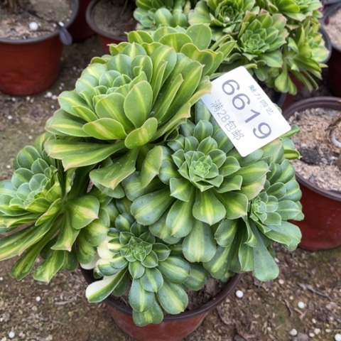 琉璃多肉多肉6619