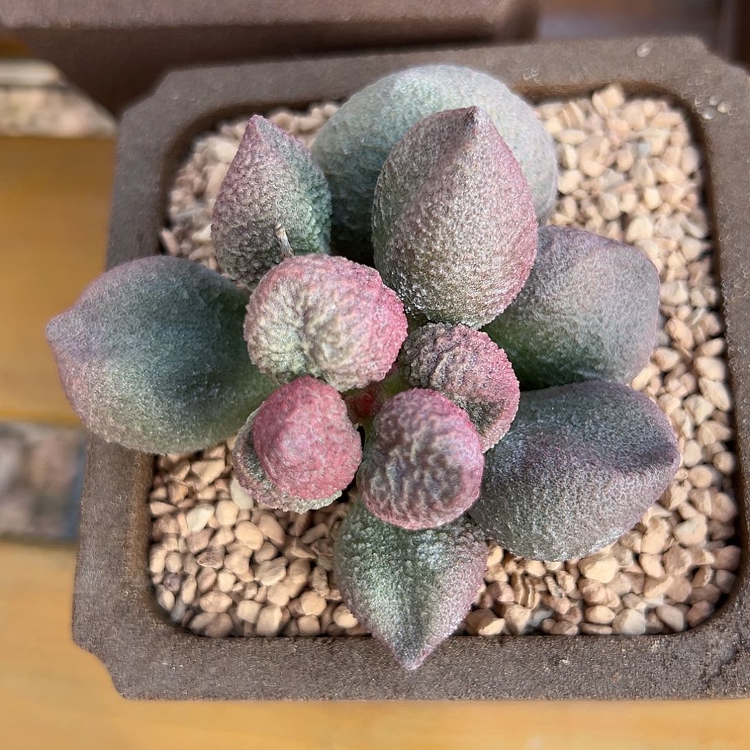 水蜜桃多肉植物植物