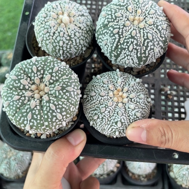 8035四个开播福利