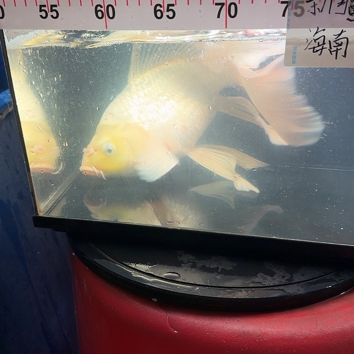 w***。蝴蝶鲤鱼蝴蝶鲤168