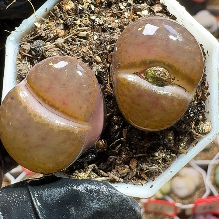 生石花2333:：。  209