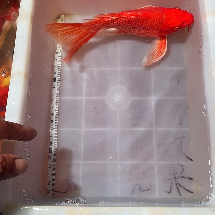 蝴蝶鲤鱼渔场直发07