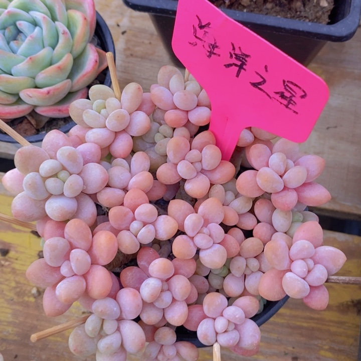多肉植物。开心多肉
