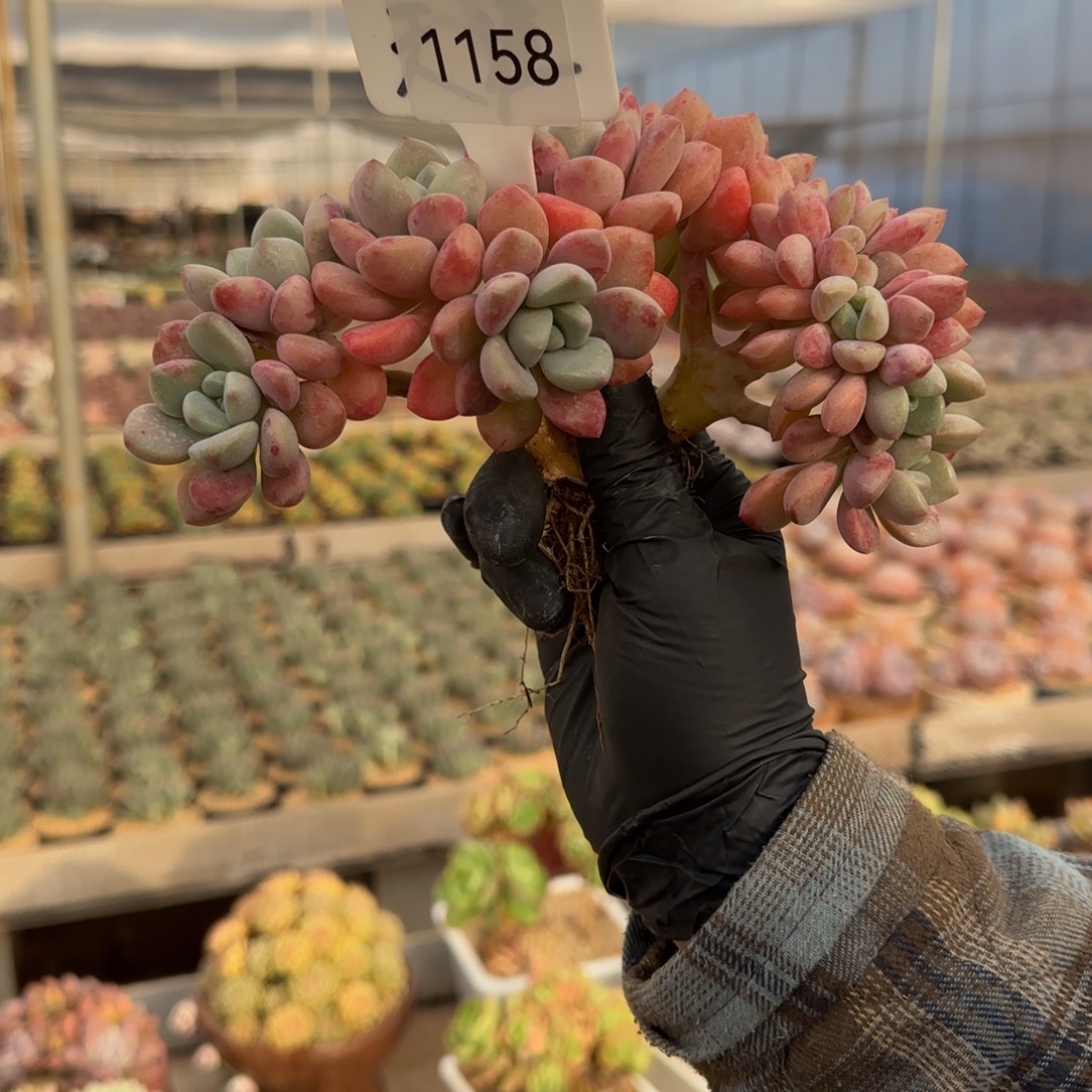 小****1158。      花瓣露缀多肉