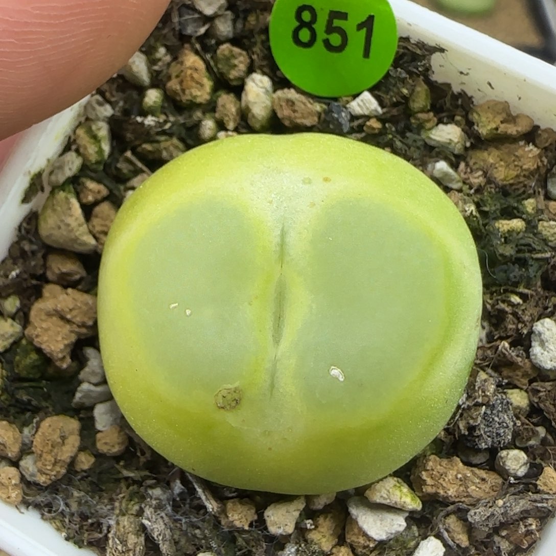 拉登2.78点多肉植物228