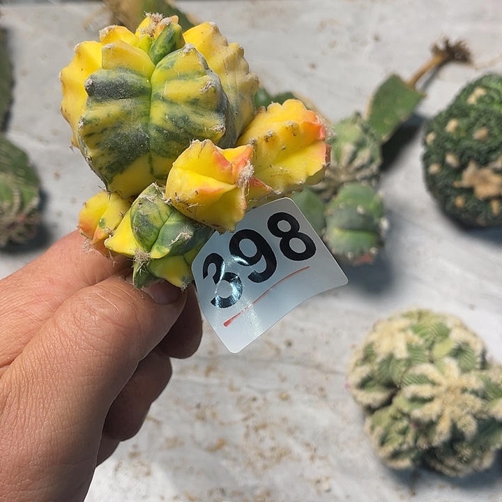 完全开放398栾多头