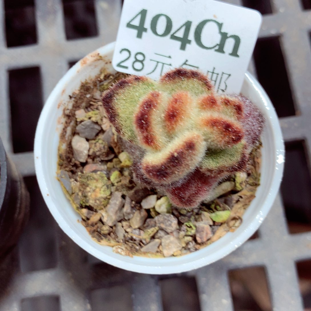 5厘米盆精控多肉404
