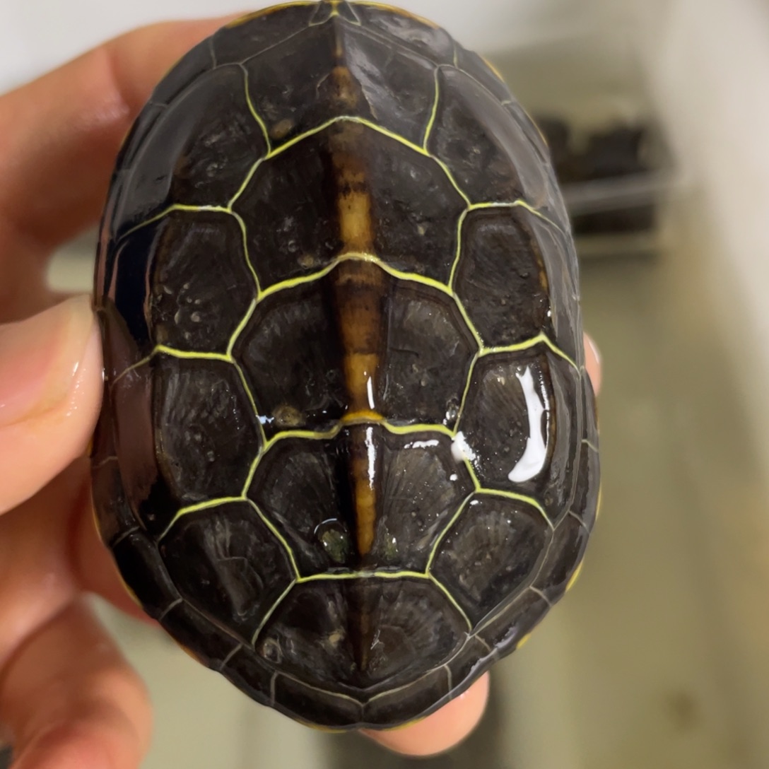 苏北金线冷水草龟