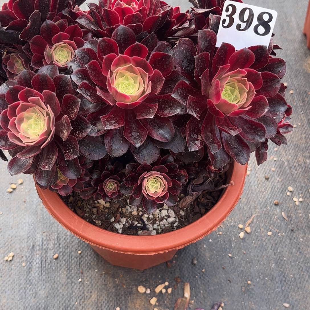 T****儿美杜莎多肉植物398