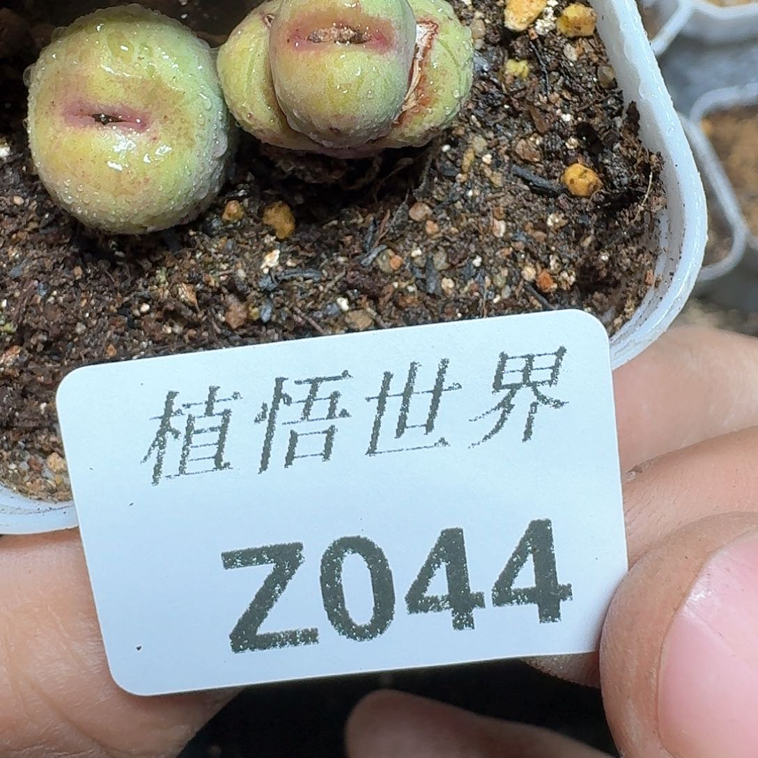 044盒多肉植物哇c f