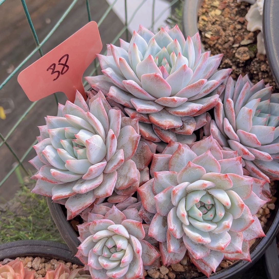 香玉的故事是一个人的故事吗