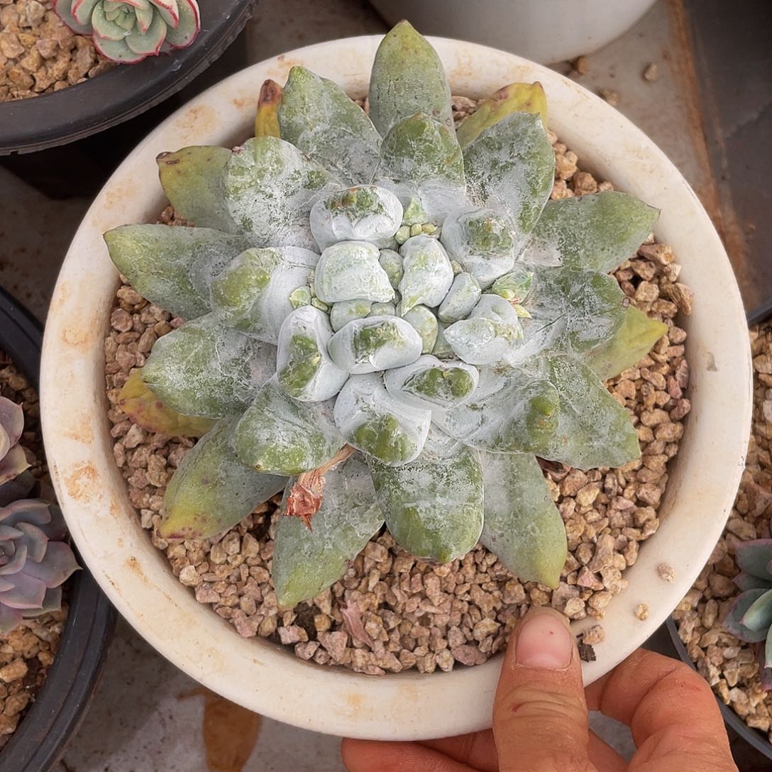 拇指丸叶多肉多肉