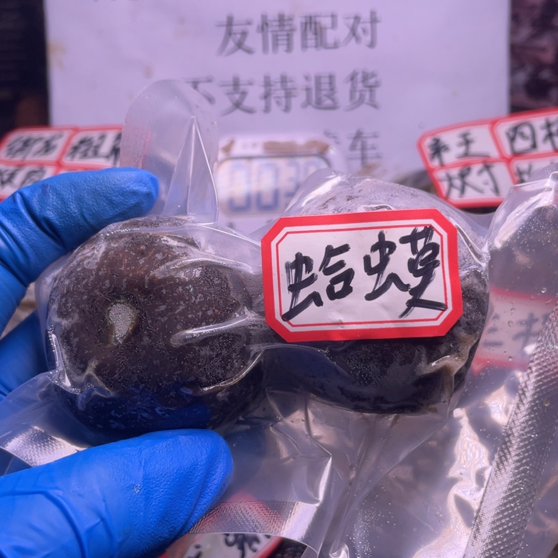 风***格文玩核桃把件文玩任赵