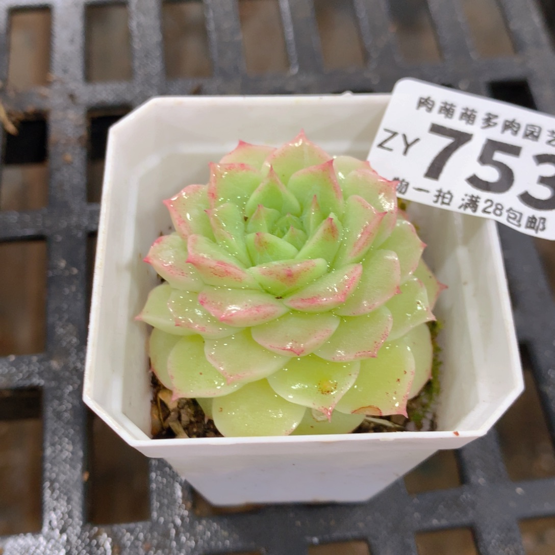 肉萌萌拇指盆精控多肉ZY753