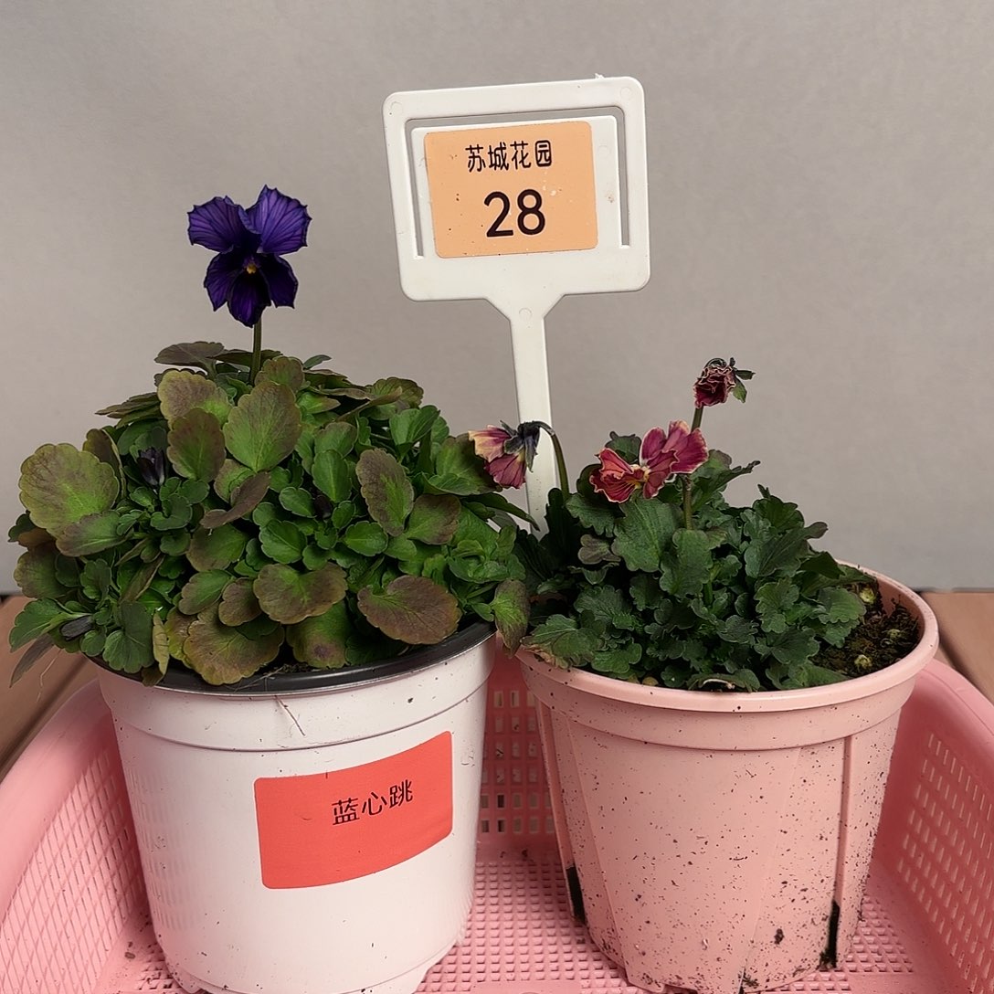 大部分开放少量花苞28