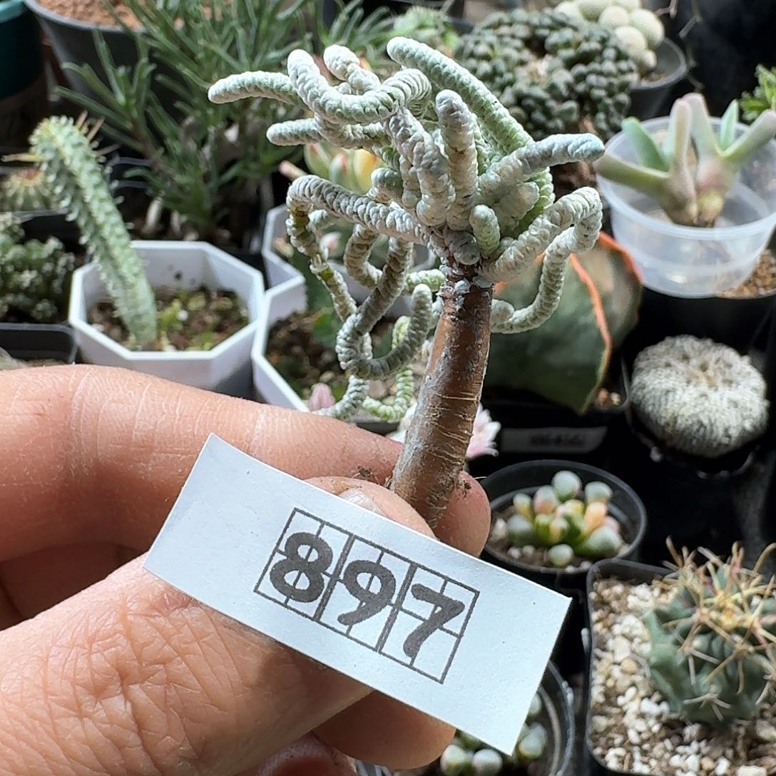 897银蚕实生脱土发货