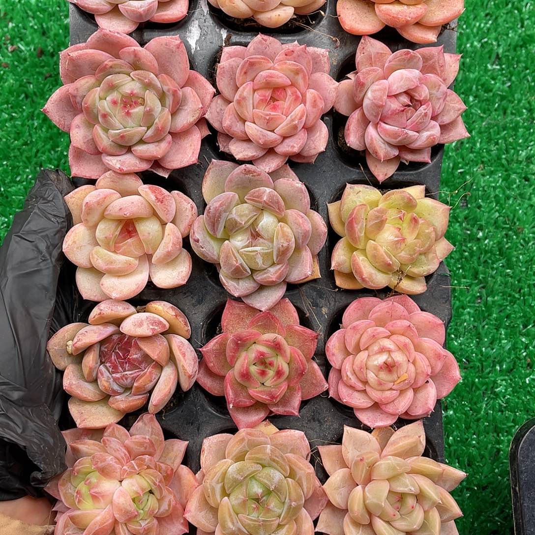 多肉植物一物一拍6-106