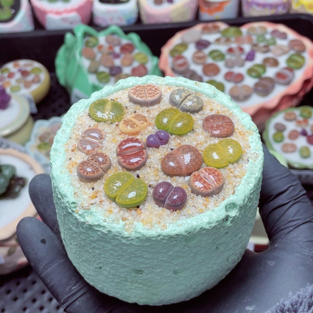 w3745--带盆土发货，零下地区拍保温箱