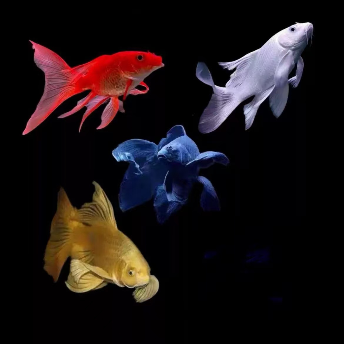 预售链接-----蝴蝶鲤赛级观赏鱼大鳍大尾冷水好养耐活