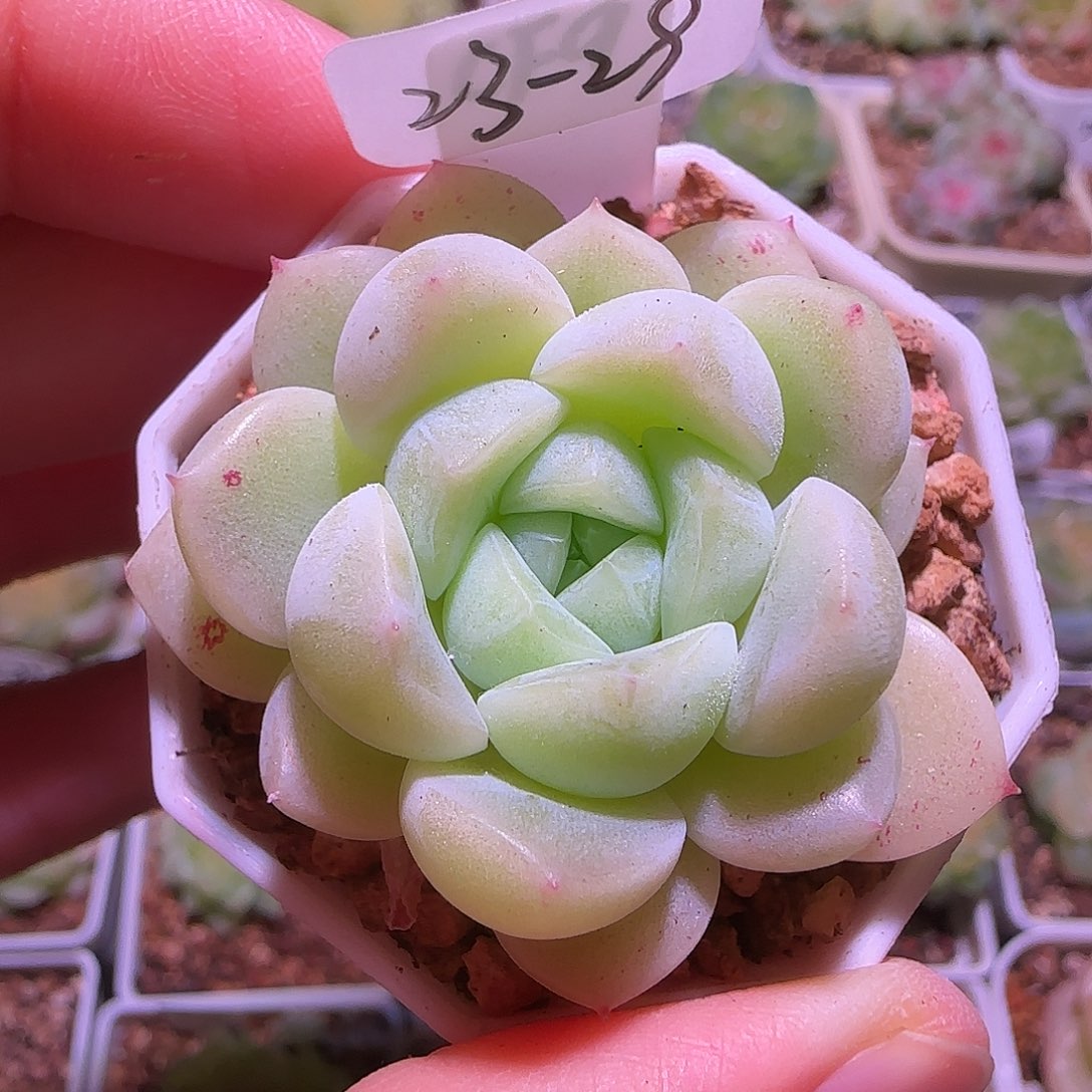 23-29福利财富密码CF9