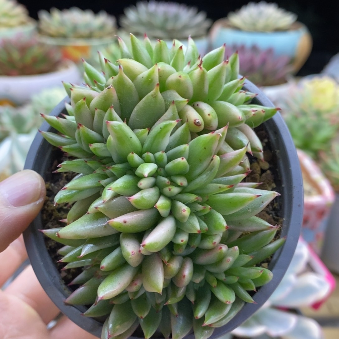 267艾克魂缀化锦锦锦锦锦锦