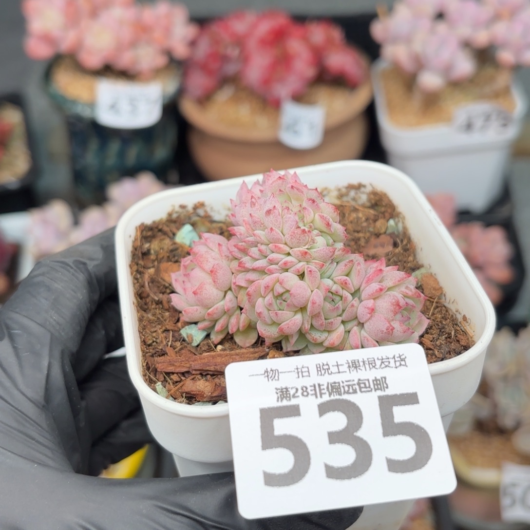 小粉梅缀化无盆土发货