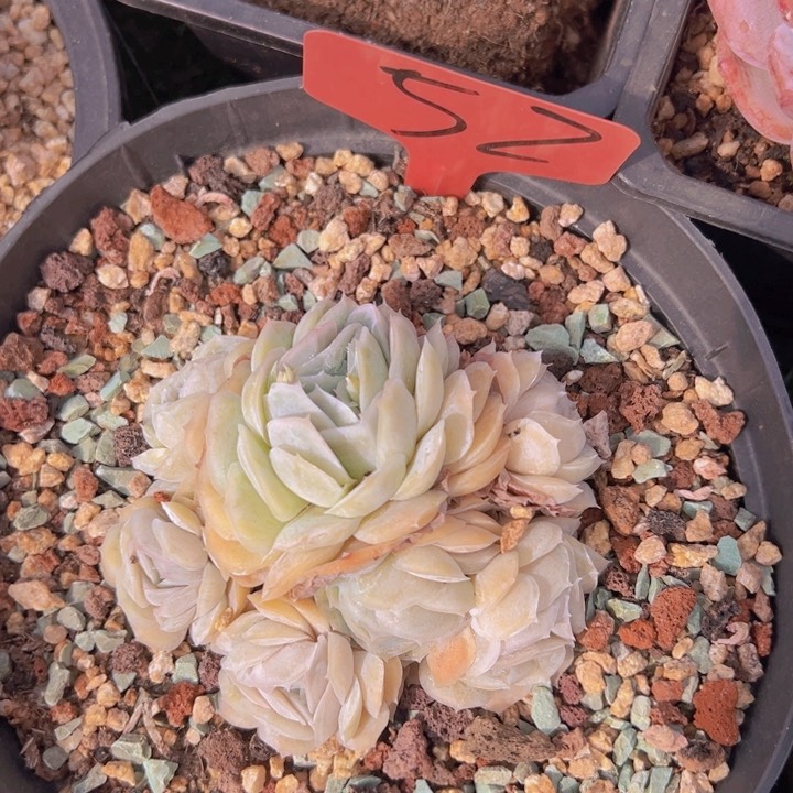 健健康康平平安安