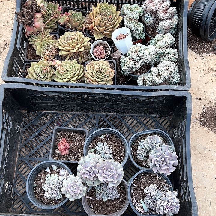 两****儿多肉植物一物一拍