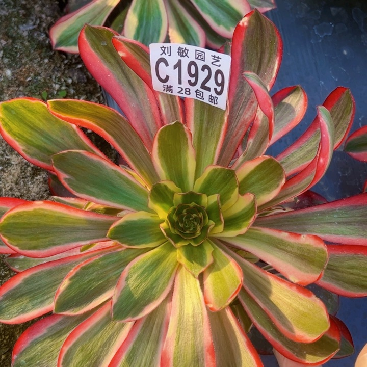 1929红魔女巫毒多肉植物法师