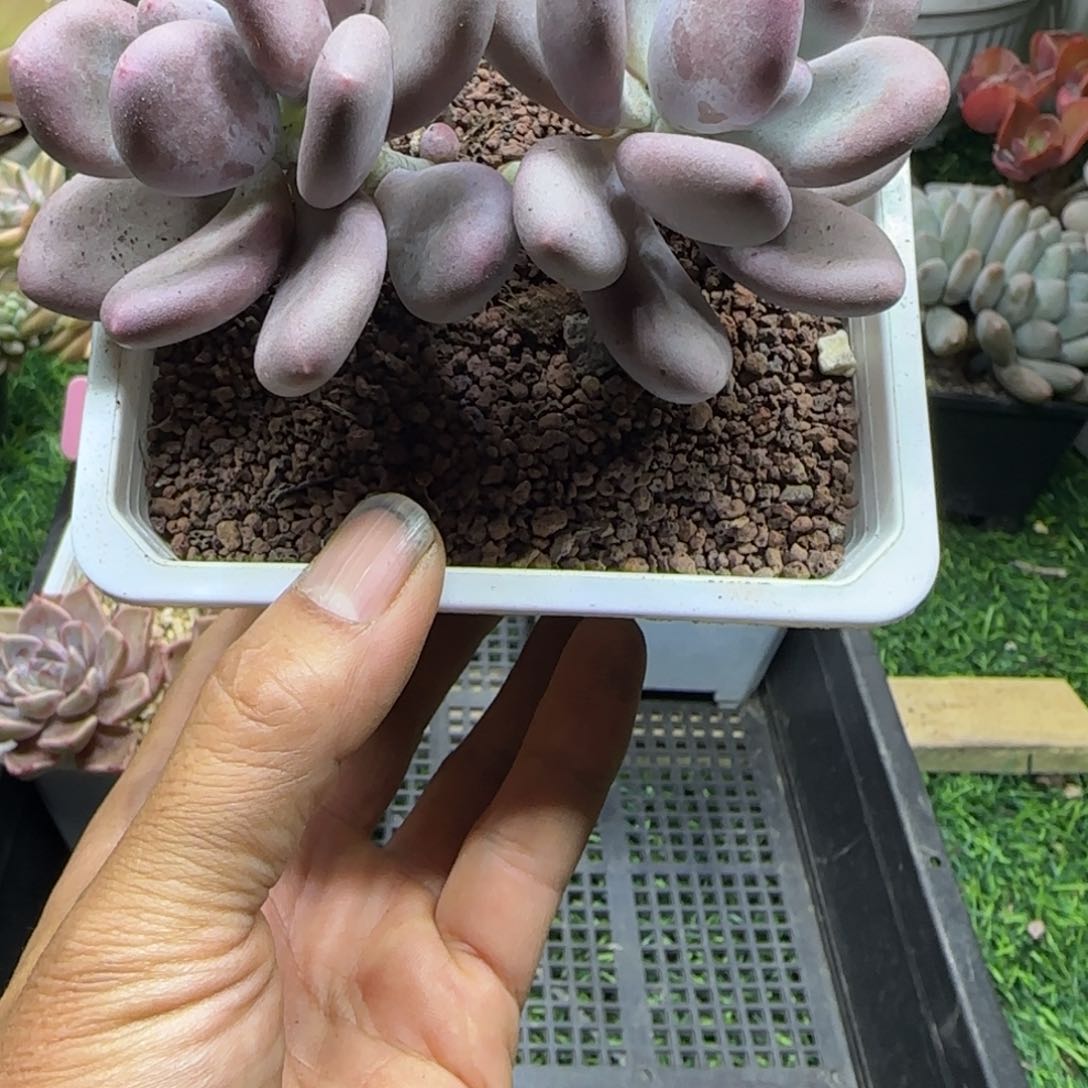 锦安精品多肉植物编号277