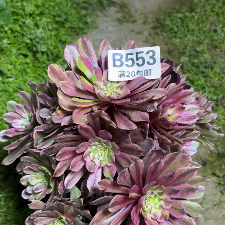 瑞妈一物一拍553