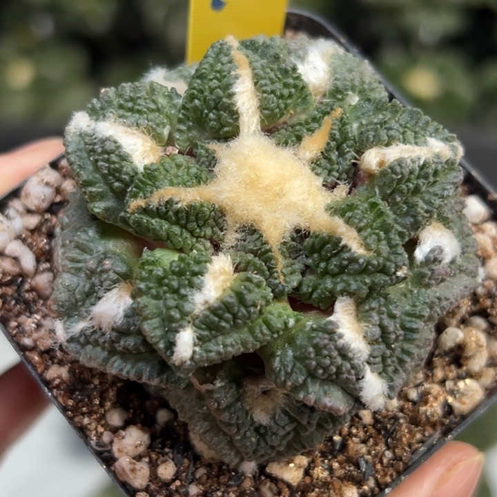 209龟甲  带盆土发货