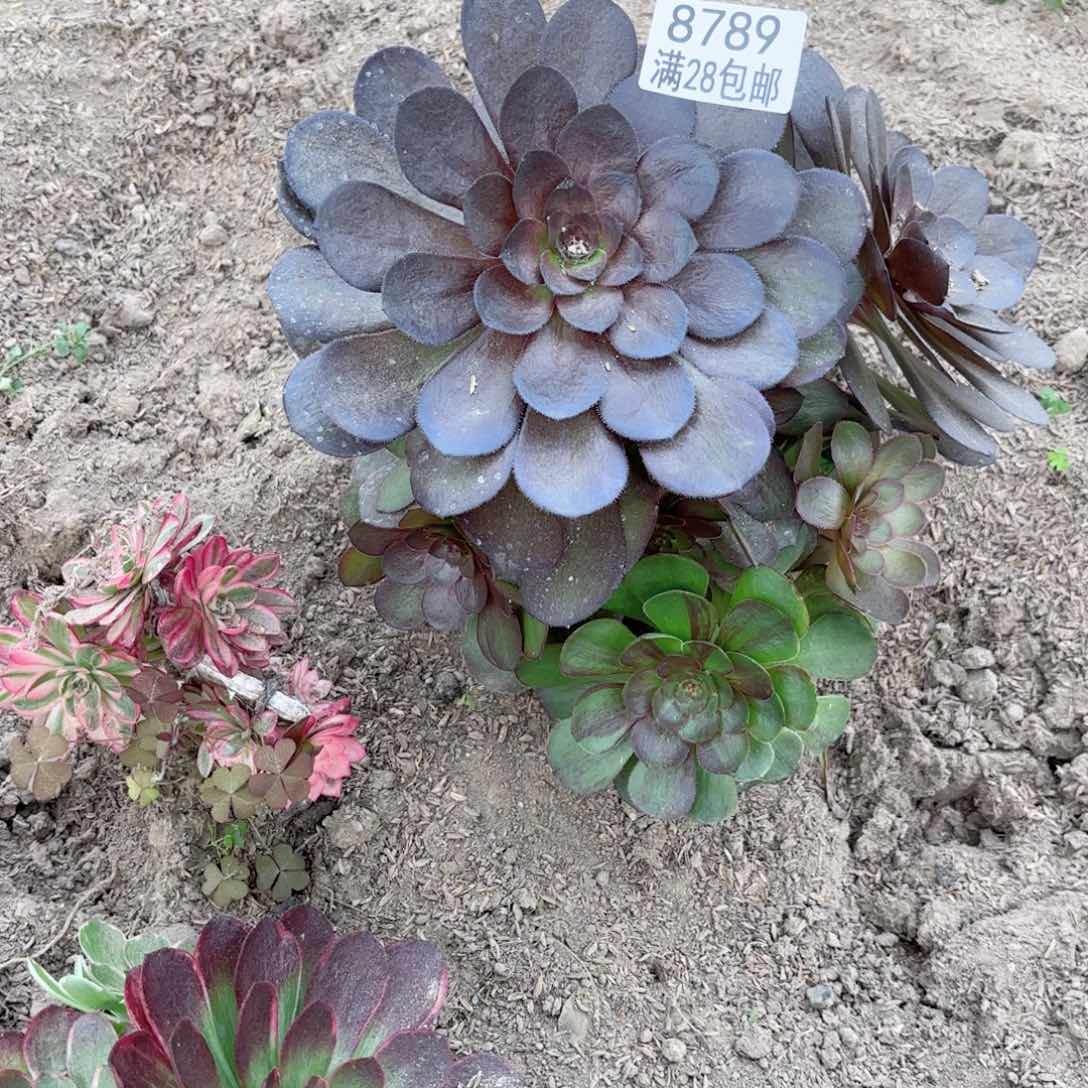 C 8789花月夜多肉