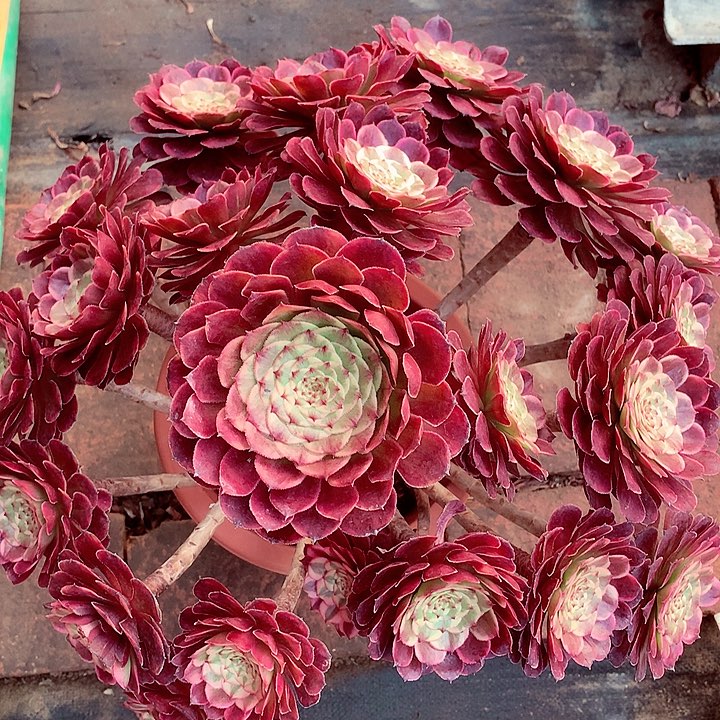 黑金刚啊多肉植物