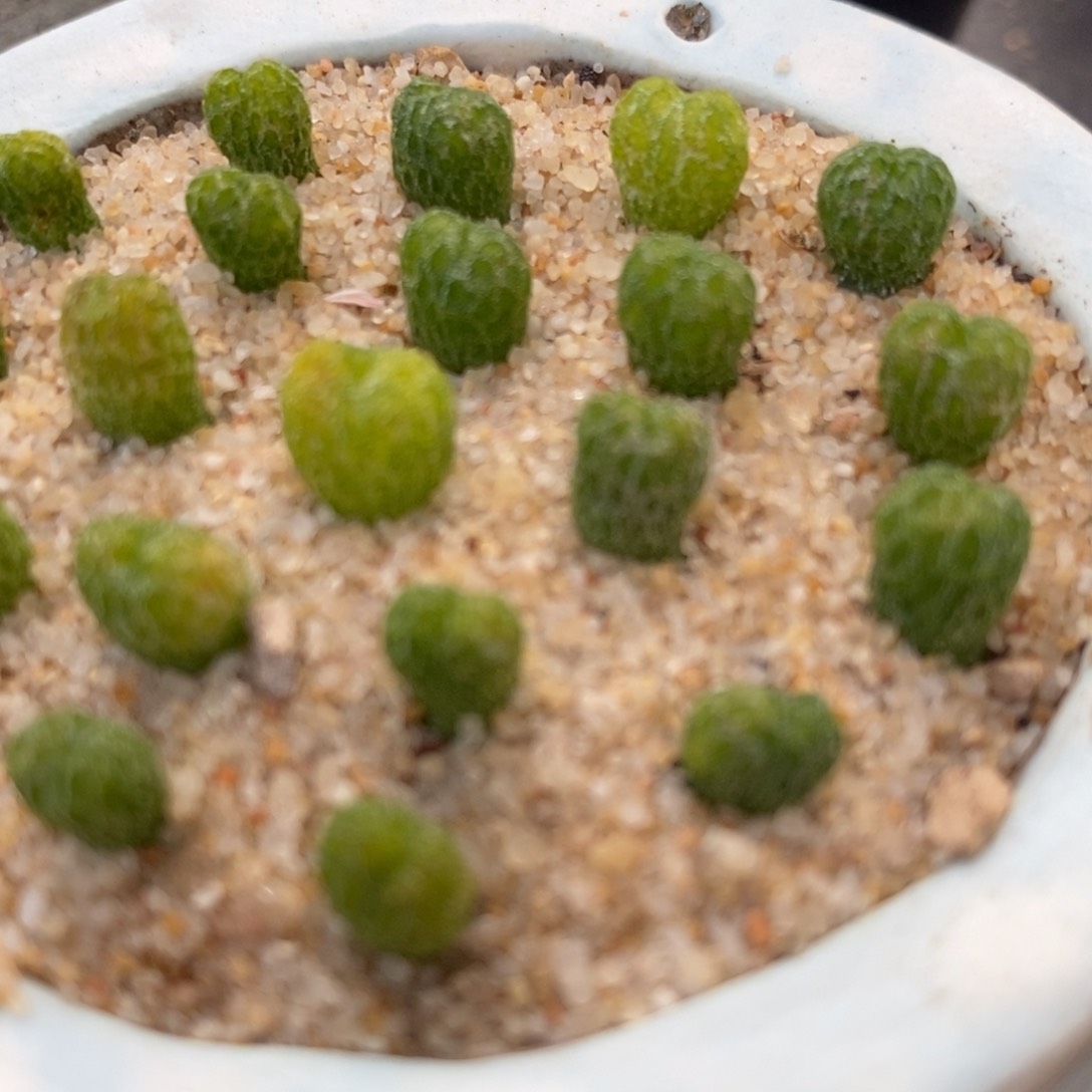 小精灵一颗小精灵