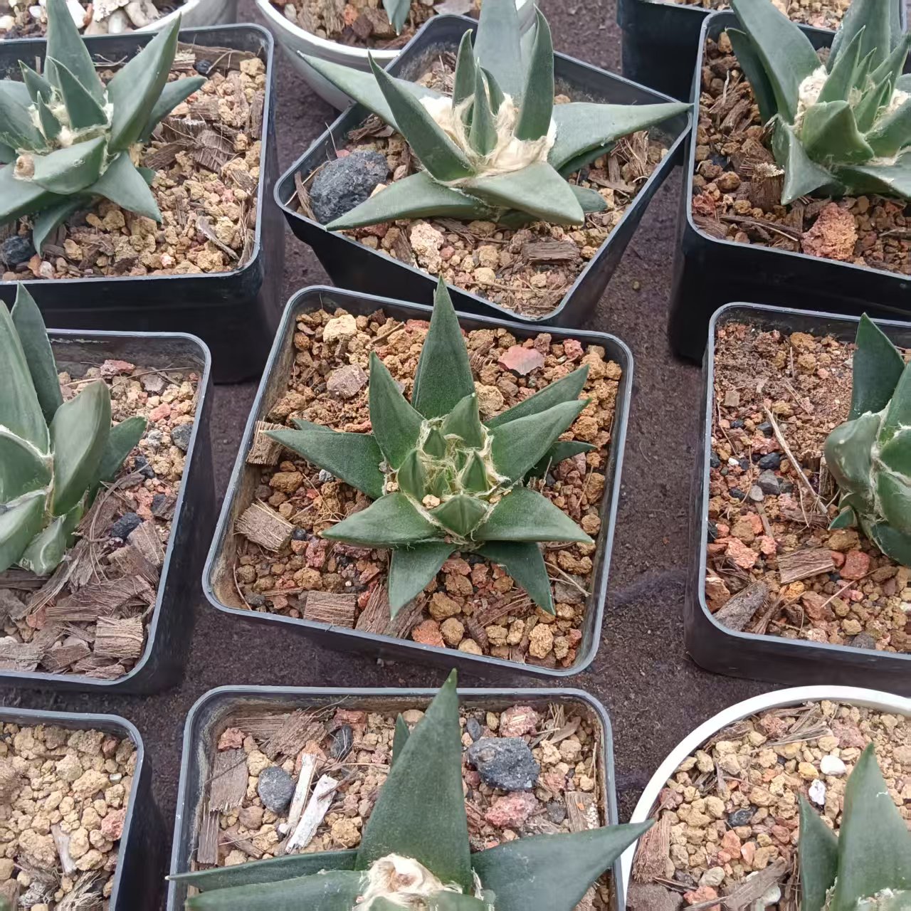 龙牙牡丹-脱土脱盆发货，一单包邮，偏远除外