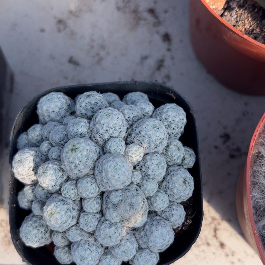 井***组 零零落落 零零落落