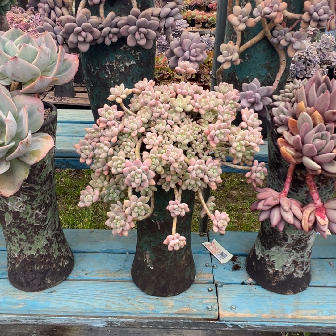 精品雪酪蛋糕妖桩 裸肉