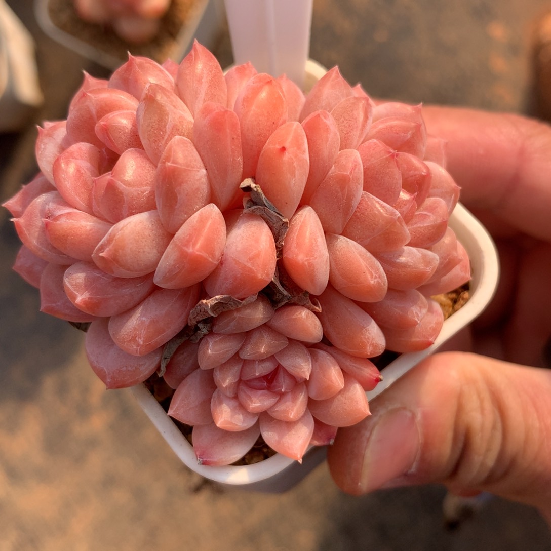 精品多肉冰魄老桩