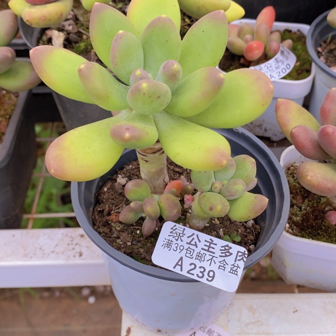 芒果奶239多肉植物