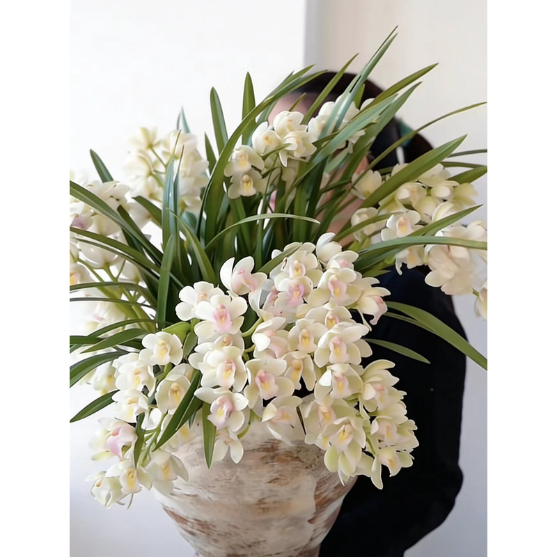 【黄梦宇】【单独发货不参与凑单】白玉香兰/ 一单包邮发普通快递